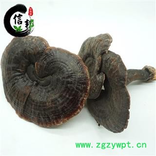 白底紫灵芝灵芝紫灵芝叶片直径10cm左右产地货源滋补品专注品质，诚信信邦！图4