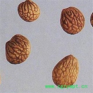 灵吉药业  蕤仁  别名：蕤核、蕤子、白桵仁图2