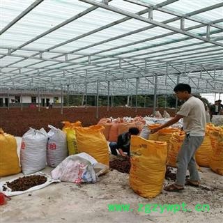 砂仁 阳春砂壳砂仁炕干选货 产地 广东省阳江市阳春市包药检包含量符合2015年药典标准图3