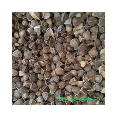 （包邮、）辣木籽  产地直销 质询热线15288688820