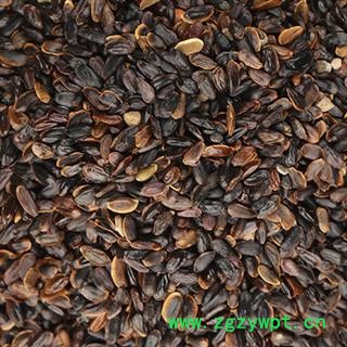 桔梗 种子 产地 四川省图2