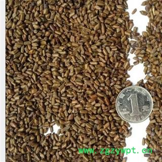 决明子 统 产地 广西壮族自治区贵港市平南县图2