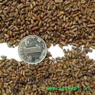 决明子 统 产地 广西壮族自治区贵港市平南县图4