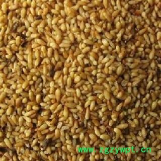 柏子仁 统 产地 山东省 2013 批发各种中药材 花茶 矿石图2