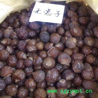 无患子 统 产地 广西壮族自治区北海市海城区图2