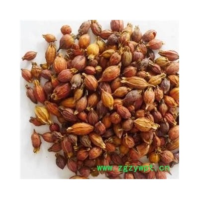 优质栀子 选货 产地 江西