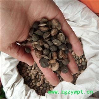 京辉药业 枳实 鹅眼枳实 正品图2