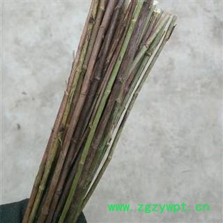 秦岭柴胡杆 北柴胡竹叶柴胡杆柴胡苗图2