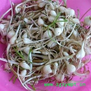 薤白 秦岭优质泻白 野小蒜 山民自刨 日晒干净500g【打折已结束】图3