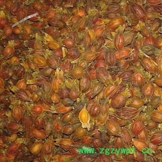 小栀子 小统 产地 江西省南昌市新建县图2