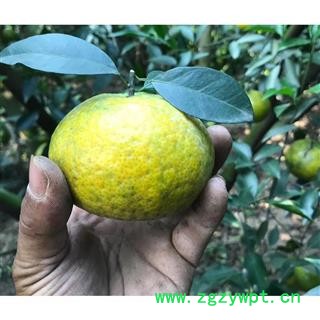 正宗新会陈皮 5年老陈皮大红原产地图4