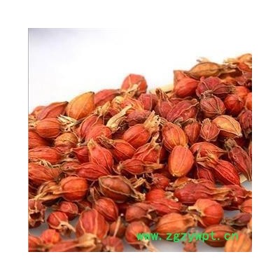 栀子 江西栀子统个 颜色好 产地 江西省