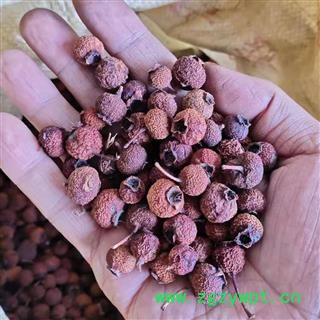 南山楂 统 产地 河南省南阳市南召县