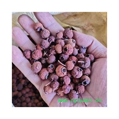 南山楂 统 产地 河南省南阳市南召县