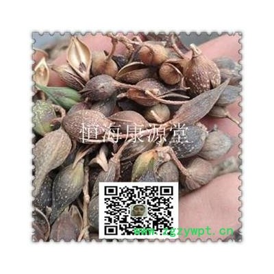 恒海康源堂连翘 青翘生烘统货 产地 陕西省  另有黄翘