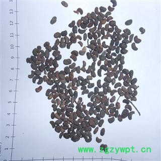 女贞子 鸡腰形 产地 重庆市县图2