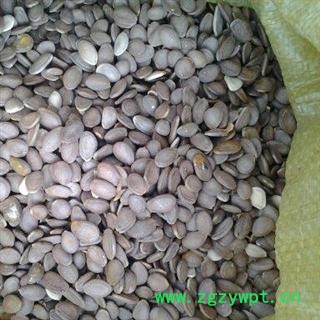 山东省临沂市   优质瓜蒌子 大货优惠图3