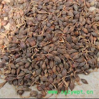 山东蒙山 优质连翘 含量高图2