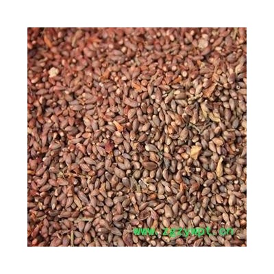 山东省临沂市   优质柏籽  大货优惠 产地 山东蒙山