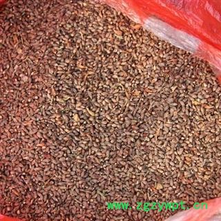 山东省临沂市   优质柏籽  大货优惠 产地 山东蒙山图3