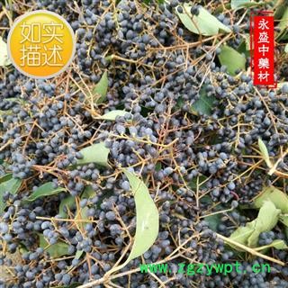 女贞子 女贞子腰果净货 产地 河南省南阳市图2