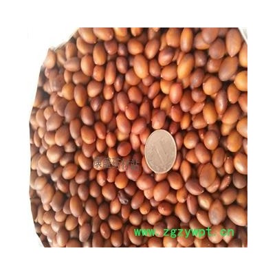 皂角籽   优质  皂角子 选货 产地 山东省滨州市惠民县