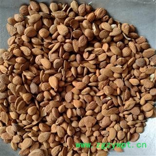 苦杏仁 苦杏仁统货 产地 河南省图2