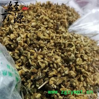 鹤虱T 窃衣子 南鹤虱 破子衣图2