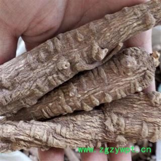 秦岭优质白芷 山民自刨 日晒1000g图2