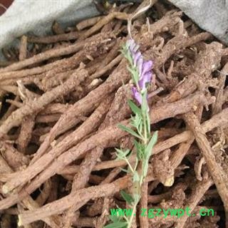 【新货】秦岭野生黄芩根条黄芩个子日晒无硫500g图4