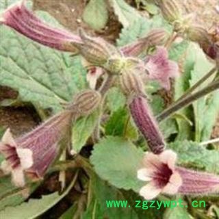 生地黄 秦岭特级地黄四物汤原料 生地 山民自刨 手工切片 1000g图2