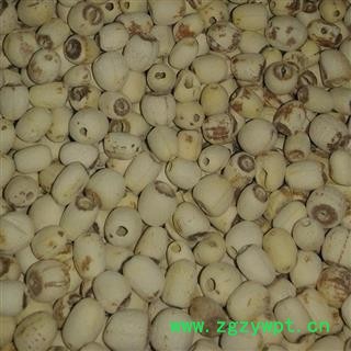 白莲子 大粒 产地 湖南省湘潭市湘潭县图2
