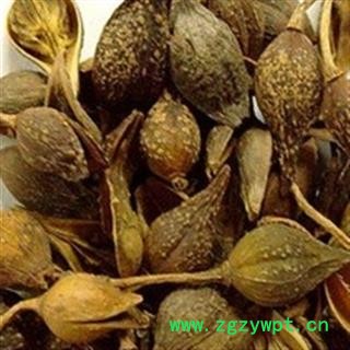 灵吉药业  连翘  别称:一串金、旱连子、黄奇丹、连壳、黄花条、黄链条花、青翘、落翘、黄绶带、黄寿丹、黄金条     地道药材  货真价实图3