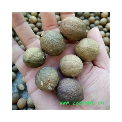 屈头鸡、水三七、土三七、水鸡头 统货 产地 广东省