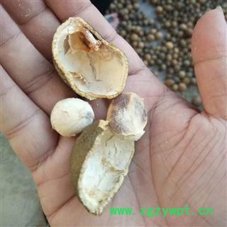 屈头鸡、水三七、土三七、水鸡头 统货 产地 广东省图3