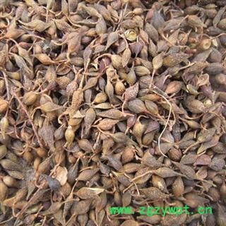 生晒连翘 统 无硫 产地 陕西省商洛市柞水县 库存 4000公斤可售图2