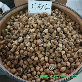 川砂仁 统 产地四川省图3