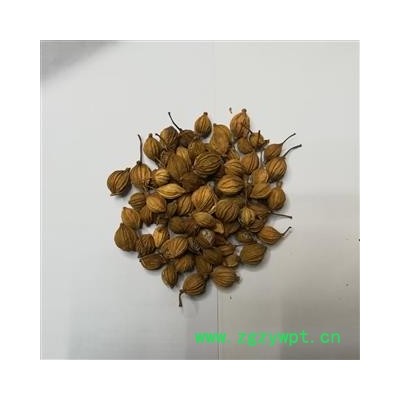 川砂仁 统 产地四川省