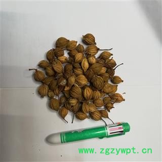 川砂仁 统 产地四川省图2