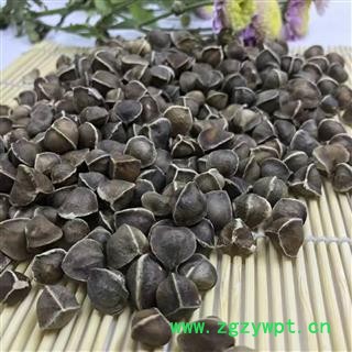 辣木籽 统货印度进口 纯正辣木籽、一手货源，合作共赢 一公斤起售图2