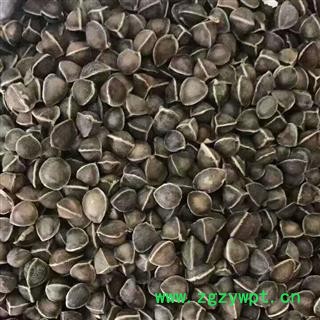 辣木籽 统货印度进口 纯正辣木籽、一手货源，合作共赢 一公斤起售图4