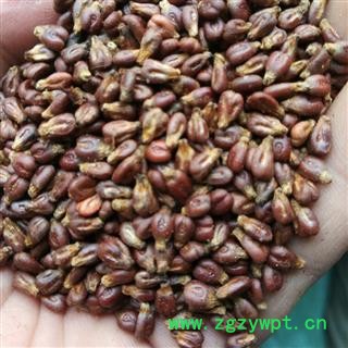 葡萄 统 产地 新疆维吾尔自治区昌吉回族自治州阜康市图2