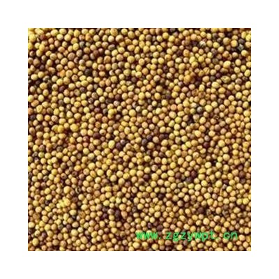 正品 黄芥子 另有白芥子出售 批发零售 各种中药材 花茶 冷背奇中药材 产地 四川省