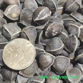 京辉药业 辣木籽 大粒 子实饱满 实拍图2