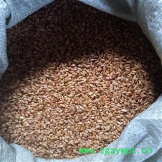 柏子仁 统 产地 山东省图2