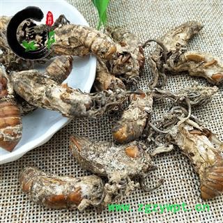 蝉花金蝉花蝉花1公斤起售欢迎选购一手货源合作共赢专注品质，诚信信邦！图3