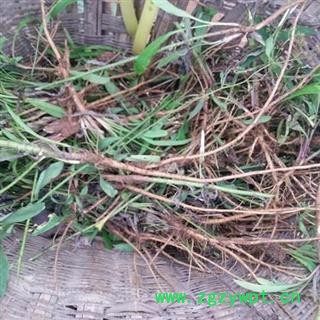 秦岭精选柴胡 北柴胡 南柴胡 红柴胡 竹叶柴胡 狭叶柴胡 银柴胡 柴胡 日晒无硫 500g图3