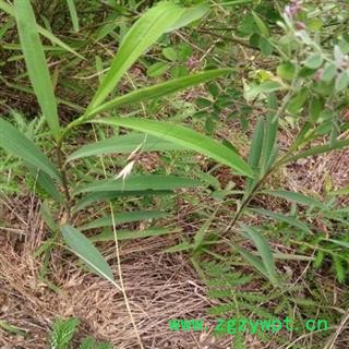 秦岭精选柴胡 北柴胡 南柴胡 红柴胡 竹叶柴胡 狭叶柴胡 银柴胡 柴胡 日晒无硫 500g图2