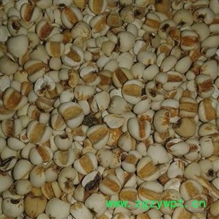 薏苡仁 大粒 产地 贵州省贵阳市息烽县图2