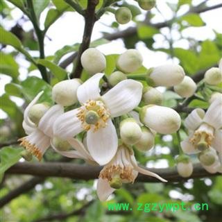 化橘红花茶 正宗化州橘红花纯花瓣 清淡祛痰 原产地发货图2